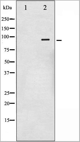 product-image-AAA30935_WB10.jpg