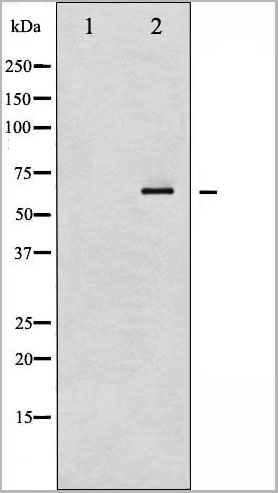product-image-AAA30936_WB10.jpg