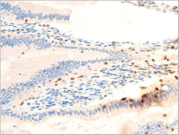 product-image-AAA30937_IHC10.jpg