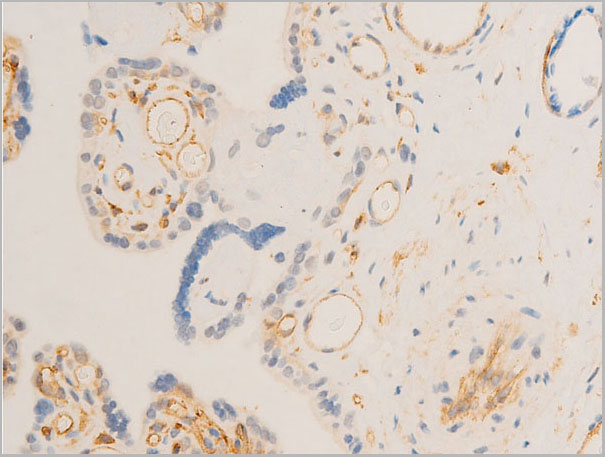 product-image-AAA30937_IHC7.jpg