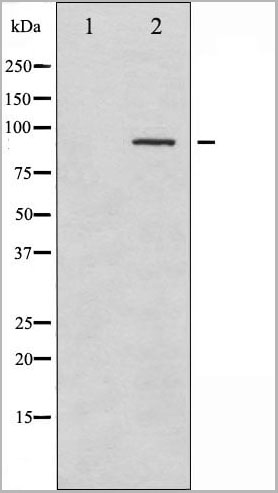 product-image-AAA30937_WB11.jpg