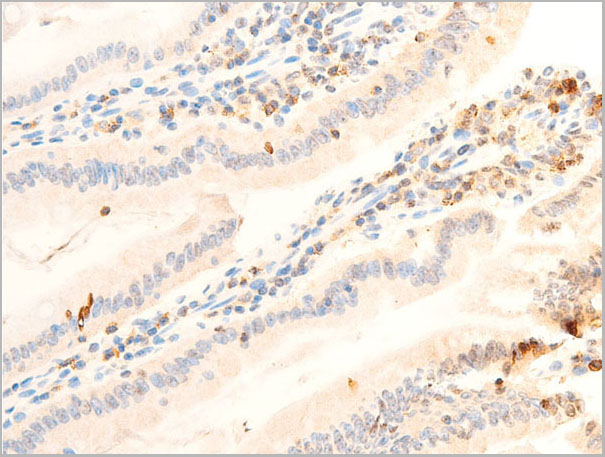 product-image-AAA30938_IHC9.jpg