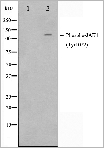 product-image-AAA30938_WB3.jpg