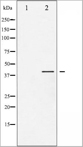 product-image-AAA30940_WB13.jpg