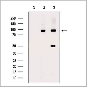 product-image-AAA30941_WB.jpg