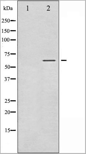 product-image-AAA30942_WB13.jpg