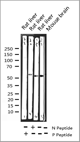 product-image-AAA30942_WB9.jpg
