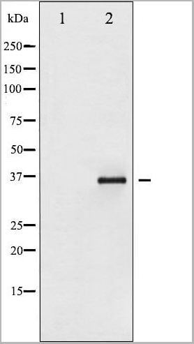 product-image-AAA30943_WB4.jpg