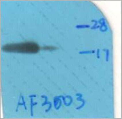 product-image-AAA30944_WB.jpg