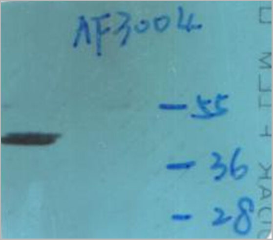 product-image-AAA30945_WB.jpg