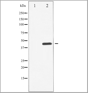 product-image-AAA30945_WB3.jpg
