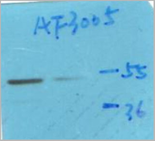 product-image-AAA30946_WB.jpg