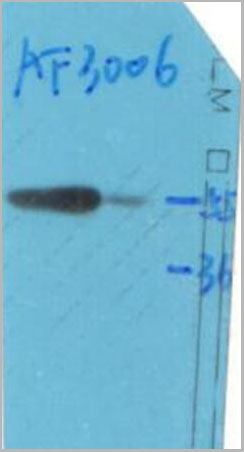 product-image-AAA30947_WB.jpg
