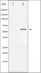 product-image-AAA30948_WB2.gif