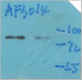 product-image-AAA30949_WB4.jpg