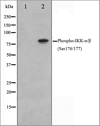 product-image-AAA30949_WB6.jpg