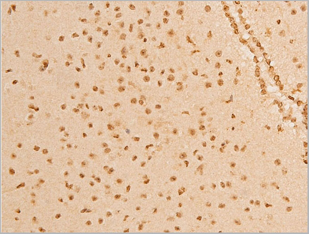 product-image-AAA30950_IHC2.jpg