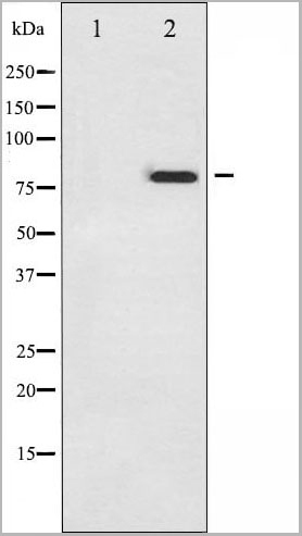 product-image-AAA30950_WB10.jpg