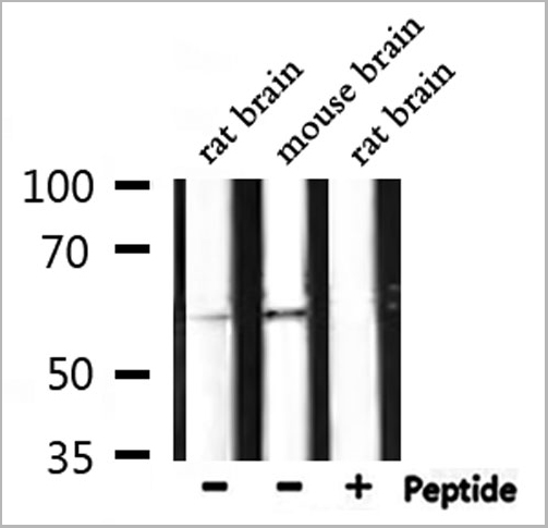 product-image-AAA30951_WB6.jpg