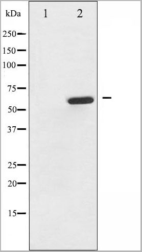 product-image-AAA30952_WB10.jpg