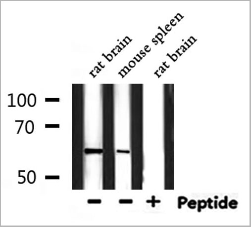 product-image-AAA30952_WB11.jpg