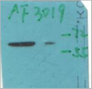 product-image-AAA30953_WB.jpg