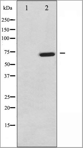 product-image-AAA30953_WB2.jpg