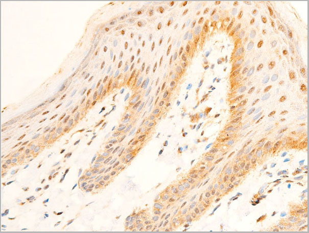 product-image-AAA30954_IHC4.jpg