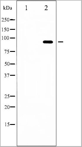 product-image-AAA30954_WB12.jpg
