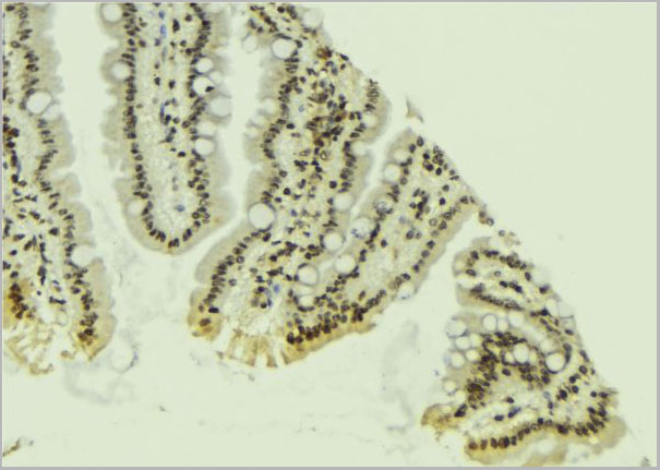 product-image-AAA30955_IHC4.jpg