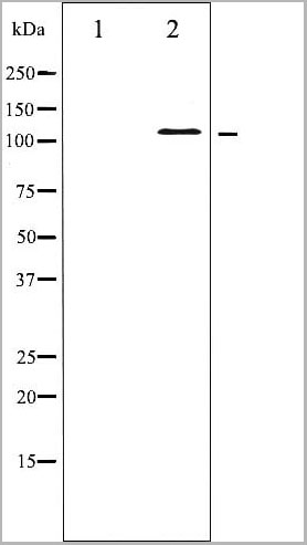 product-image-AAA30955_WB5.jpg