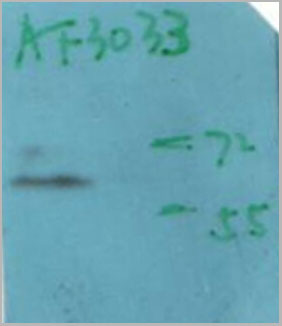 product-image-AAA30957_WB9.jpg