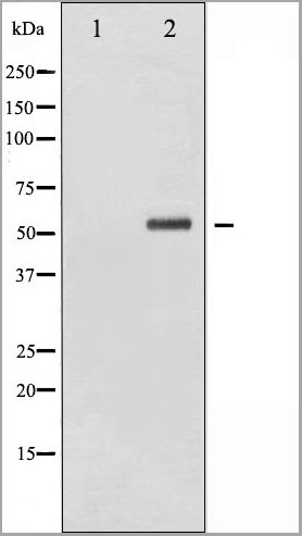 product-image-AAA30959_WB.jpg