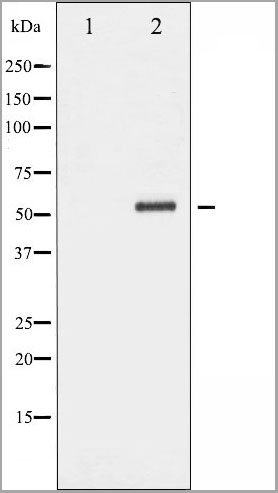 product-image-AAA30960_WB2.jpg