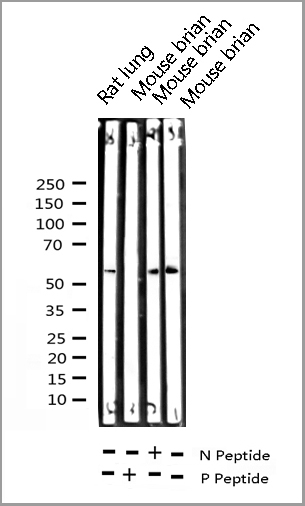 product-image-AAA30960_WB4.jpg