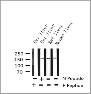 product-image-AAA30961_WB5.jpg