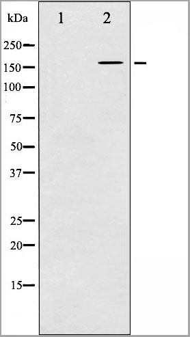 product-image-AAA30961_WB6.jpg