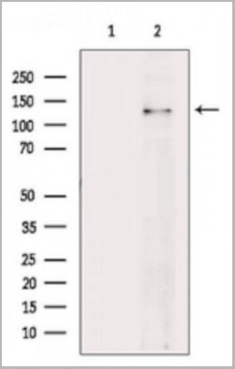 product-image-AAA30961_WB7.jpg