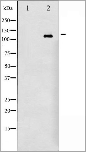 product-image-AAA30962_WB7.jpg