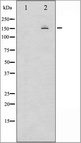 product-image-AAA30963_WB9.jpg
