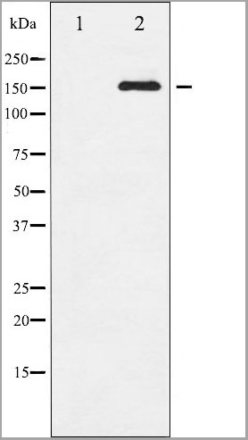 product-image-AAA30964_WB7.jpg