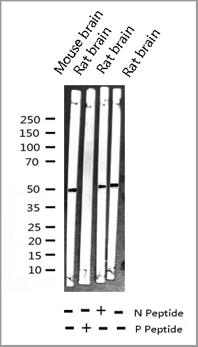 product-image-AAA30965_WB7.jpg