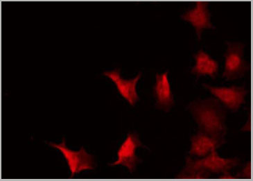 product-image-AAA30966_IF12.jpg