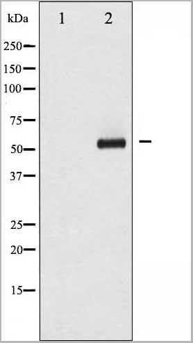 product-image-AAA30966_WB11.jpg