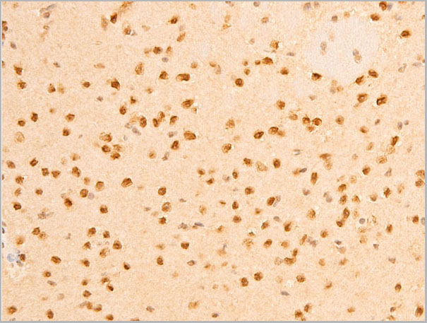 product-image-AAA30967_IHC7.jpg