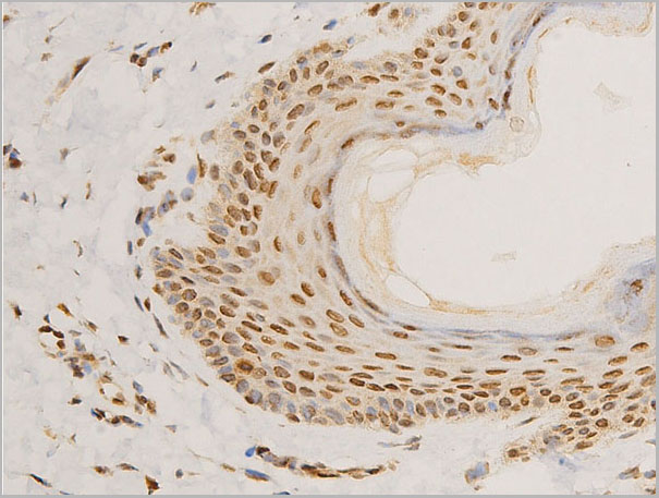 product-image-AAA30967_IHC9.jpg