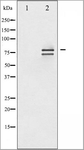 product-image-AAA30967_WB3.jpg