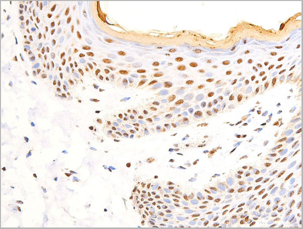 product-image-AAA30968_IHC5.jpg