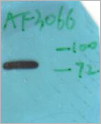 product-image-AAA30968_WB.jpg