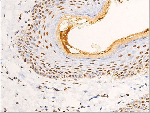 product-image-AAA30969_IHC5.jpg
